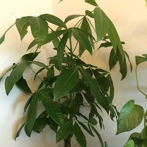 Meet your Posher, Lu